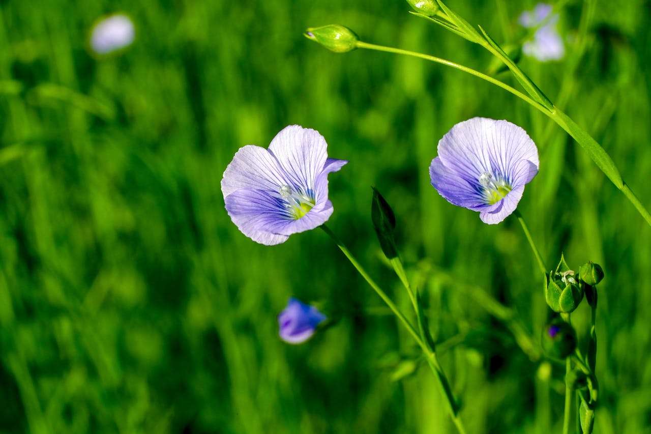 春天在英语里如何描绘？五篇经典自然美文词汇与句型总结