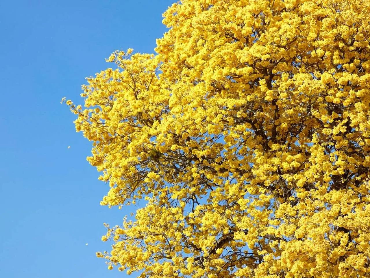 我的理想大学：3篇结构清晰的高中英语作文+深度解析