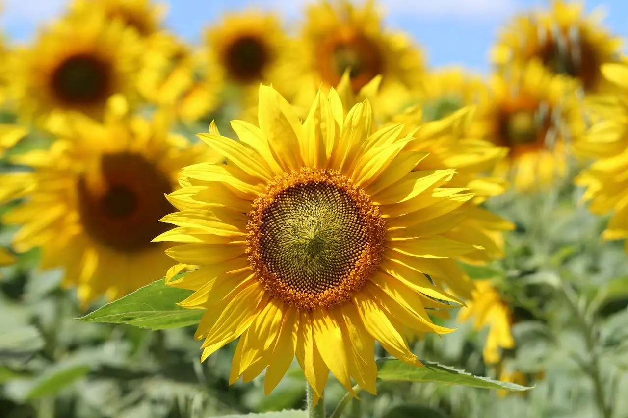 我最难忘的一件事：5篇初中英语作文与情感表达技巧