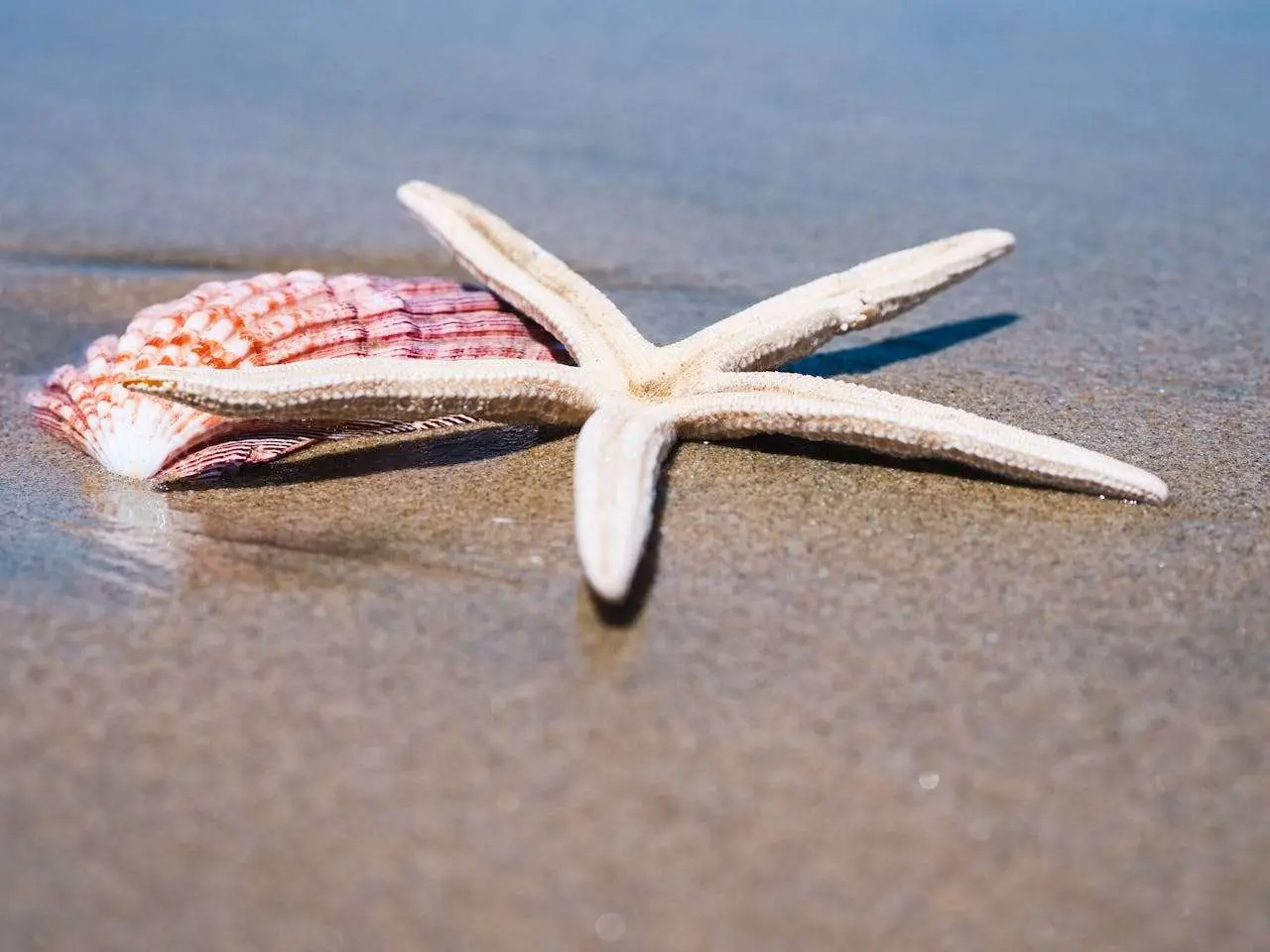 小学英语作文合集：我最喜欢的季节（8篇带翻译）