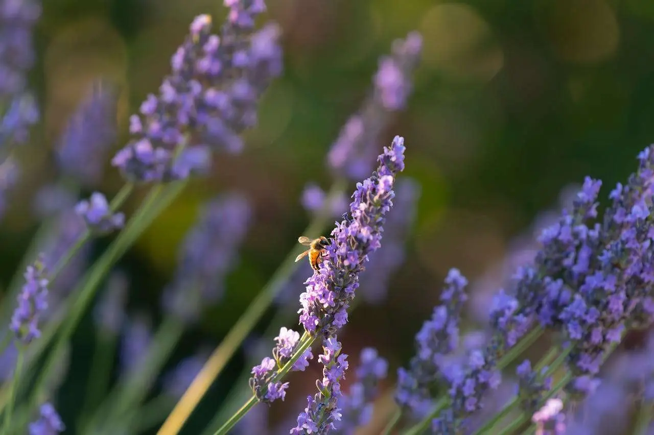 我的一天：5篇初中英语作文范文（从早到晚全记录）