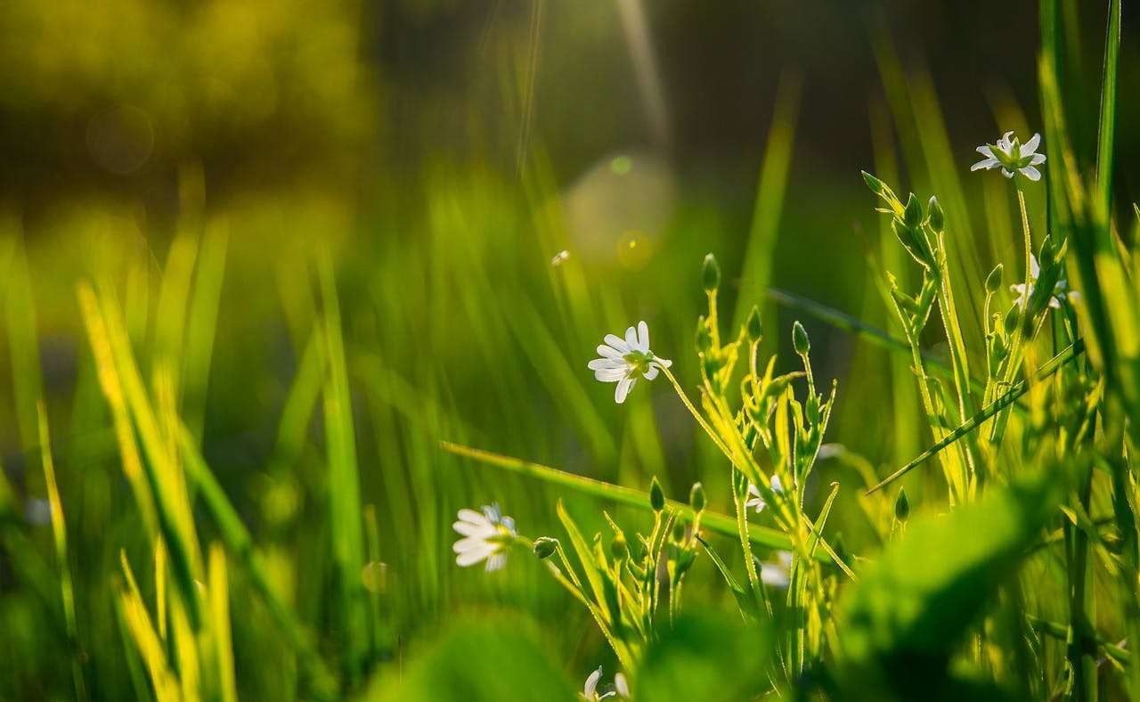 我的梦想 My Dream：小学生英语作文
