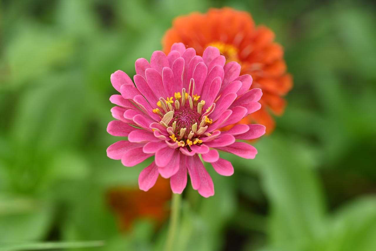 小学生英语写作指南：5篇”我的梦想“优秀作文