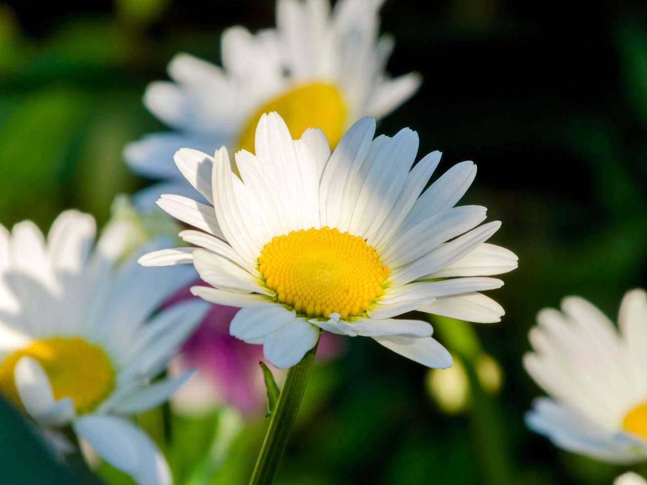 初中英语书信作文模板+5篇英语作文（邀请信、感谢信等）