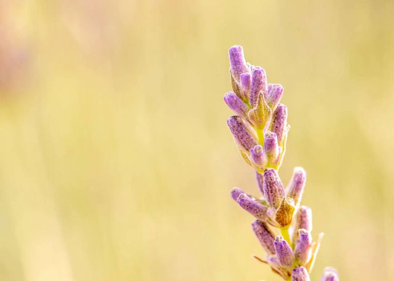 英语中的自然诗人：华兹华斯笔下的湖区与心灵回响