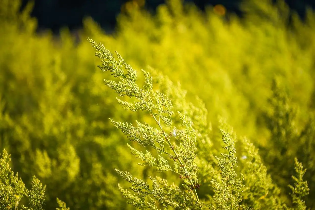 高中英语作文范文合集：10篇高分写作模板助力学业提升