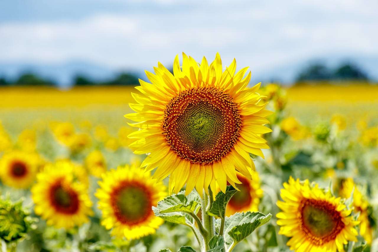 新手外贸员必看：12个实用英文邮件模板助你快速上手