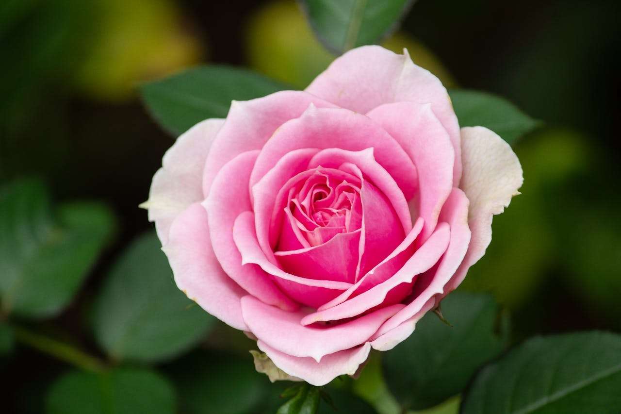 英语作文轻松学：5篇“我的一天”小学生英语作文合集