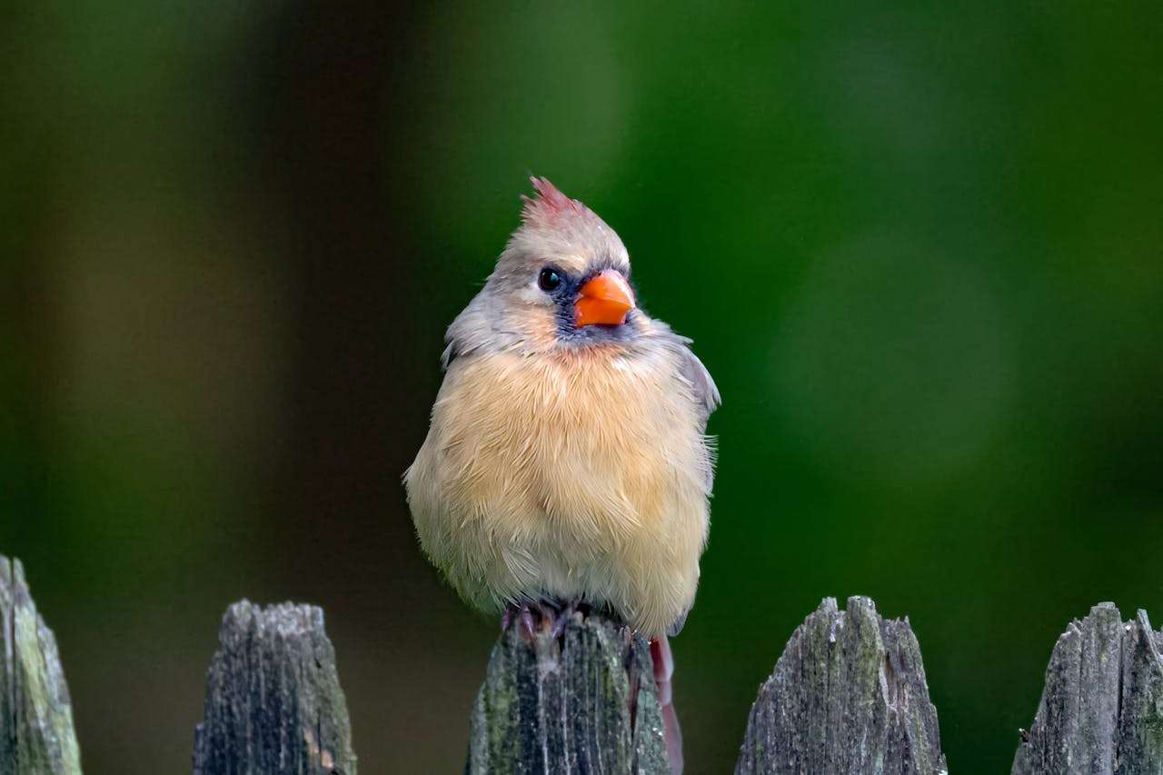 跨文化交流英语作文怎么写？4篇高分大学英语作文带你理解文化差异与包容