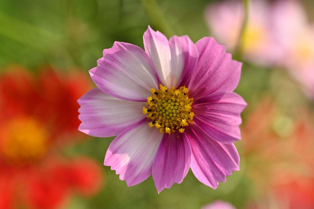 高中校园生活英语作文6篇：我的同学、老师与课外活动真实描写