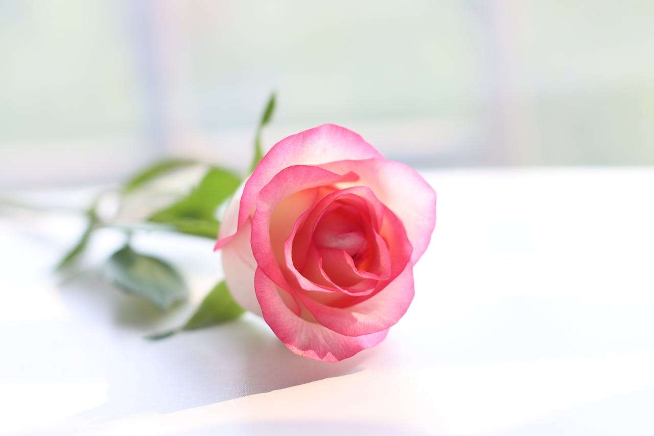 压力与心理健康：高中生如何用英语表达内心世界？