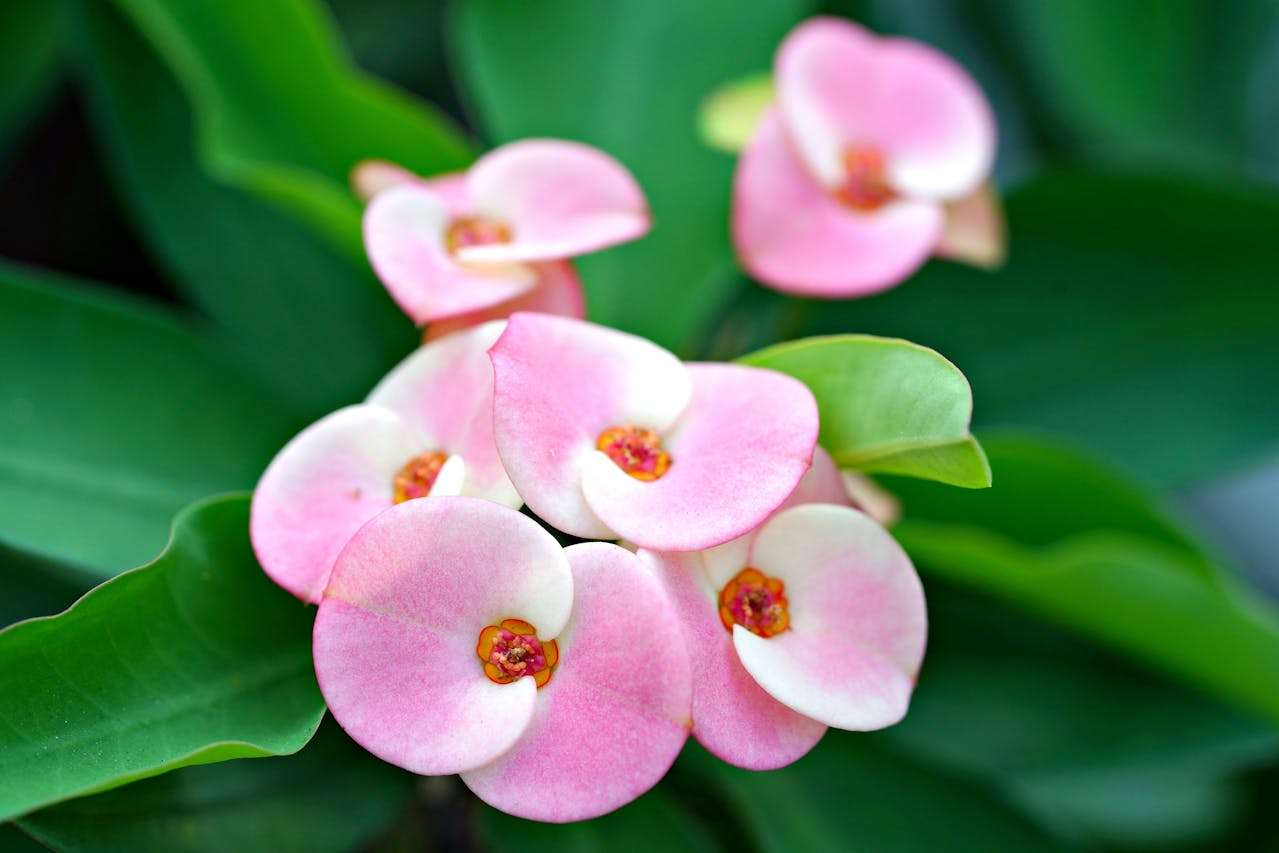 高考英语写作必看：5篇经典议论文+结构解析