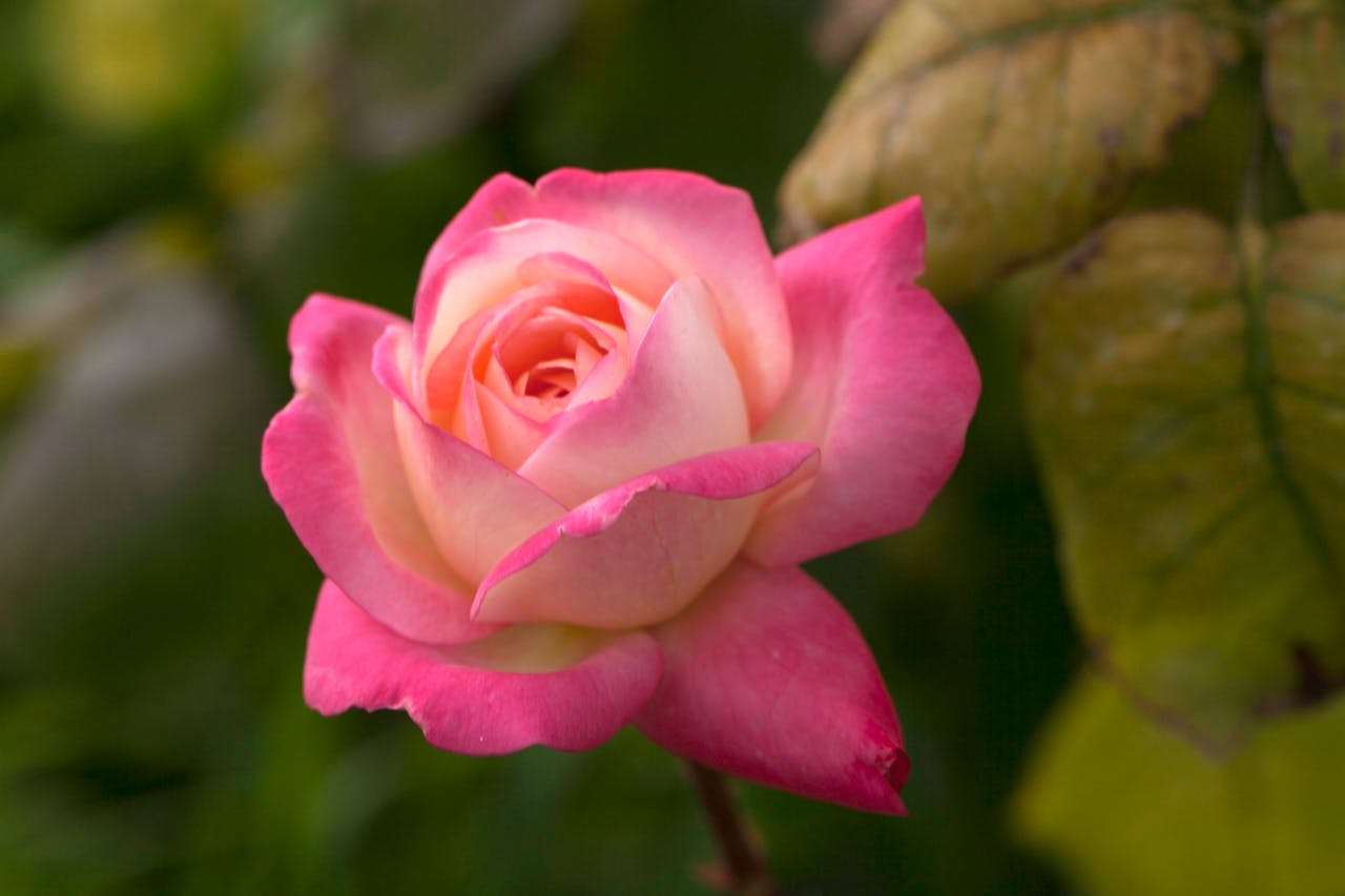 高中英语应用文写作全攻略：书信、通知、演讲稿合集