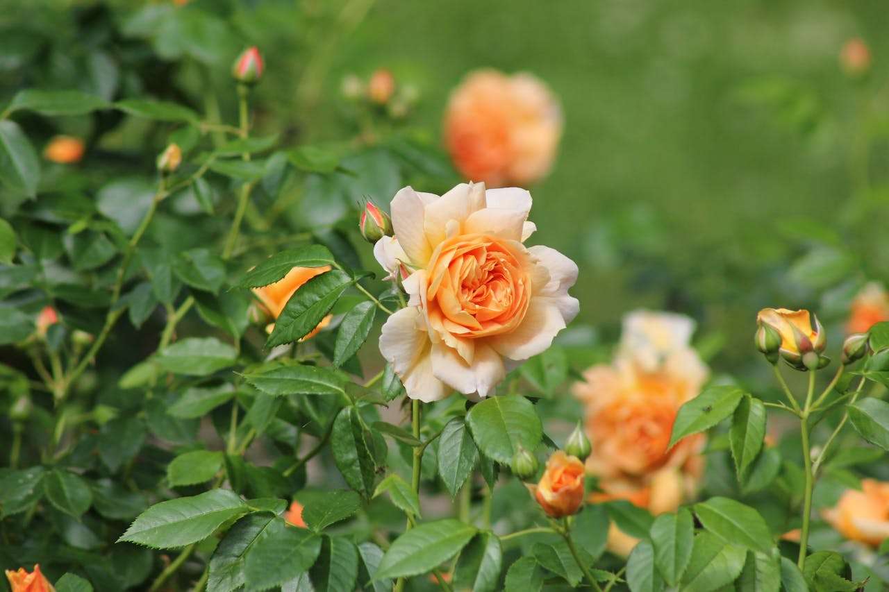 大学校园话题英语作文：我的室友、课堂与课外生活英语作文3篇