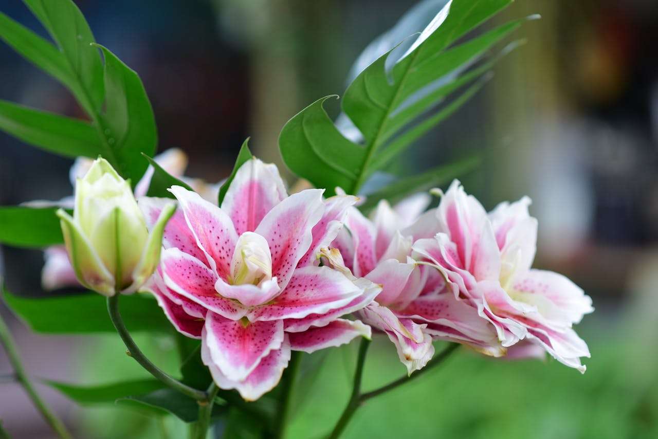 一次难忘的经历：4篇初中英语作文+情感表达技巧