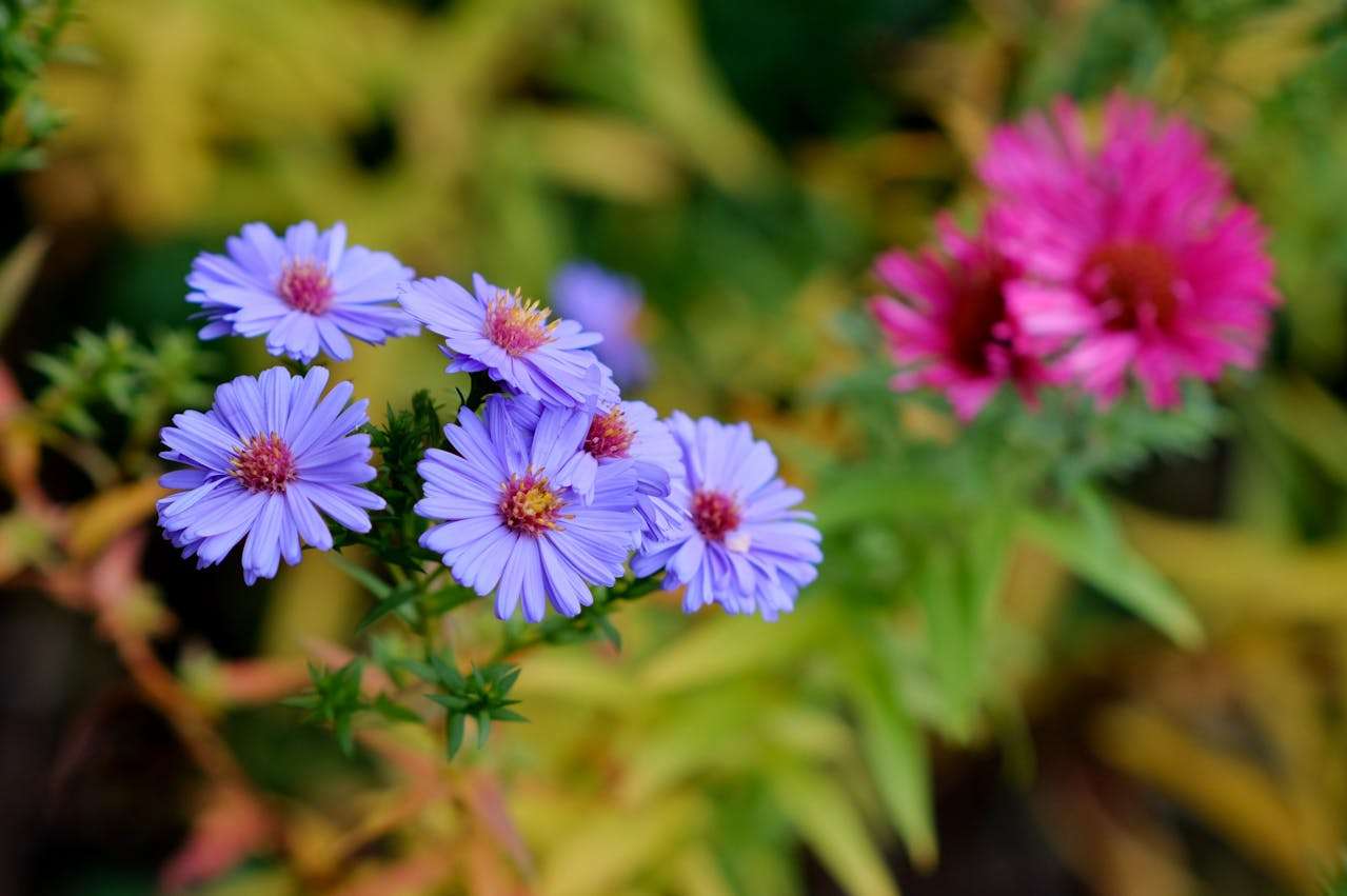 未来计划英语作文5篇：初中生梦想与目标写作指南