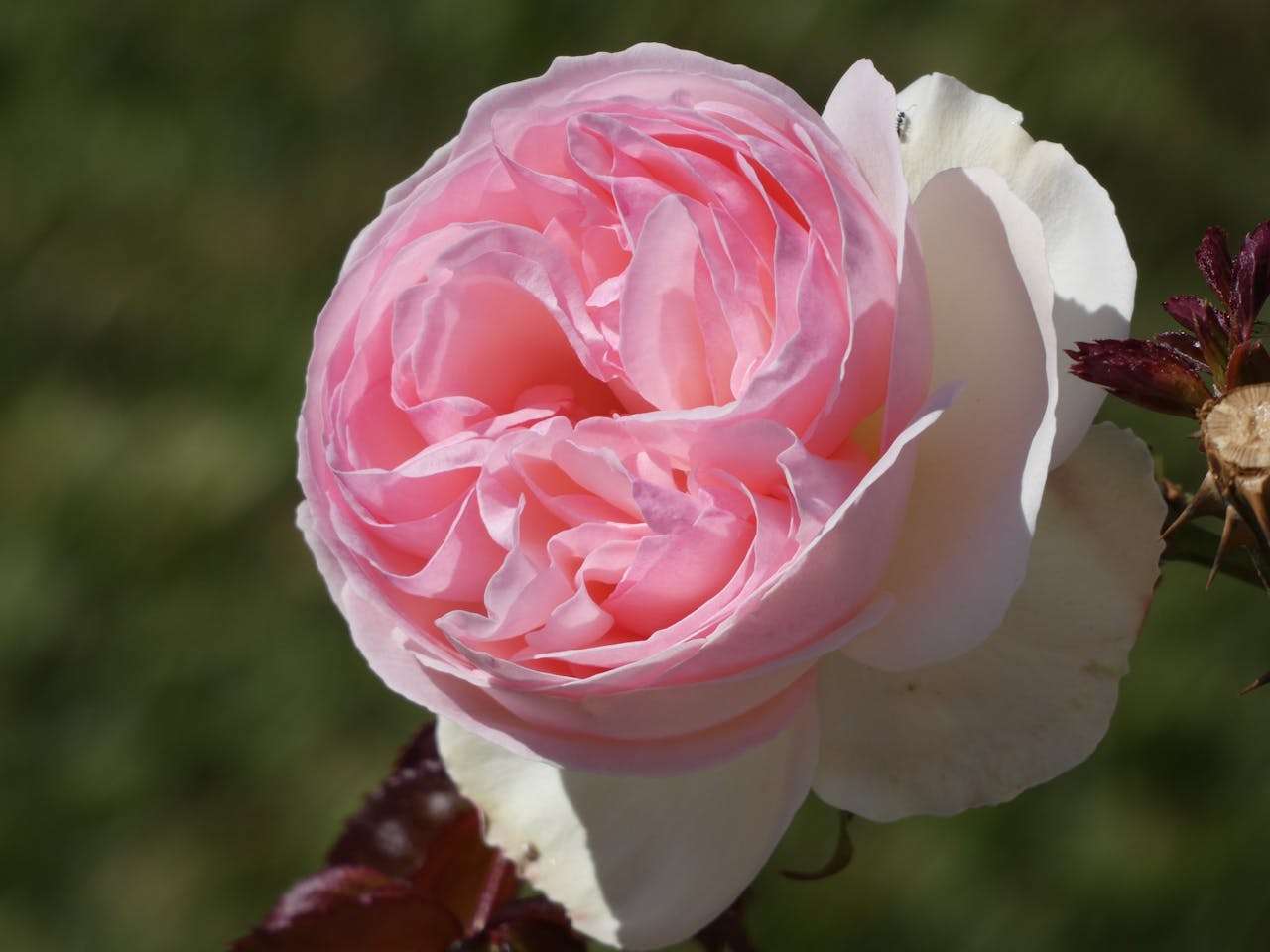 书信类英语作文6篇：邀请信、建议信、道歉信全掌握