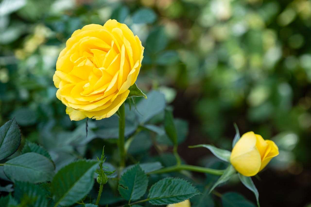 如何写好英语日记？5篇初中生英语日记参考