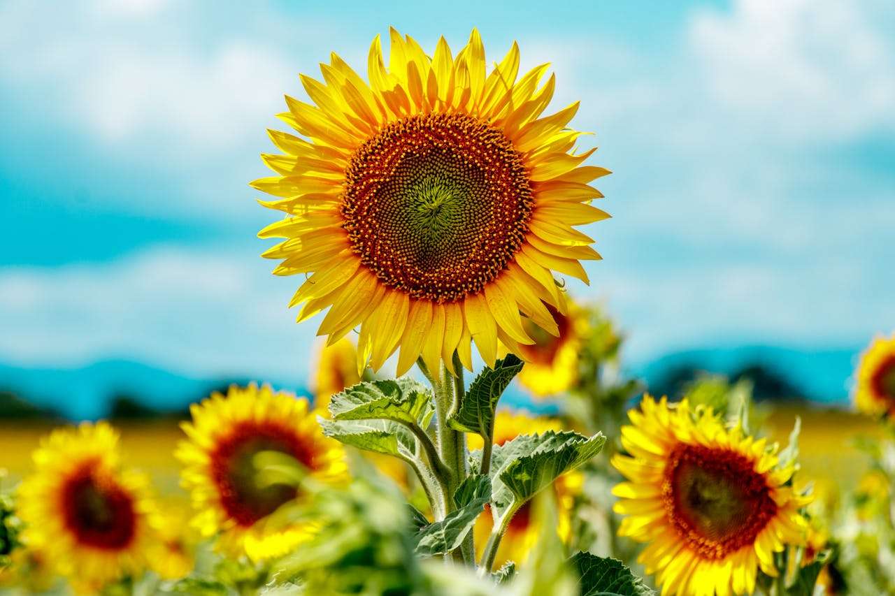 高中英语议论文怎么写？5篇经典英语作文带你掌握结构与表达