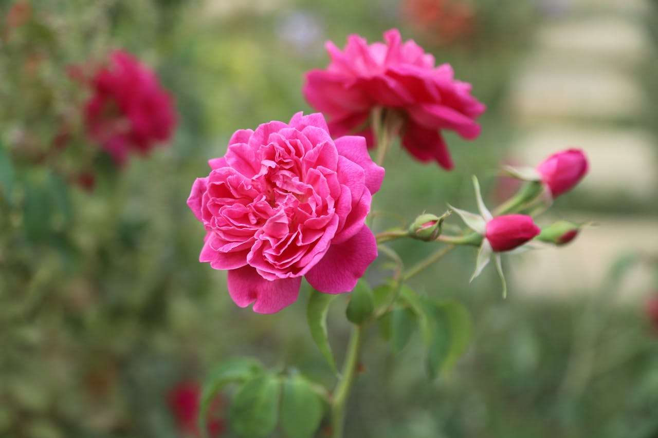 关于压力管理的大学英语作文：5篇英语作文教你如何用英语谈心理健康