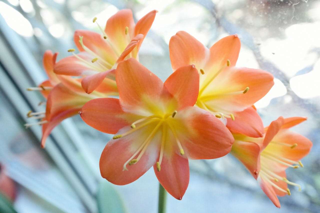 我的好朋友：3篇初中英语作文+词汇与句型解析