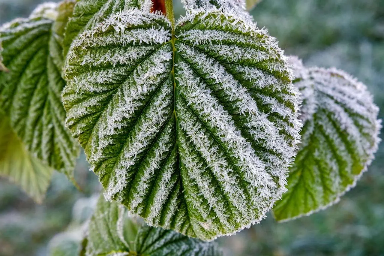 如何用英语描写雪景？——经典文学中的冬日诗意表达