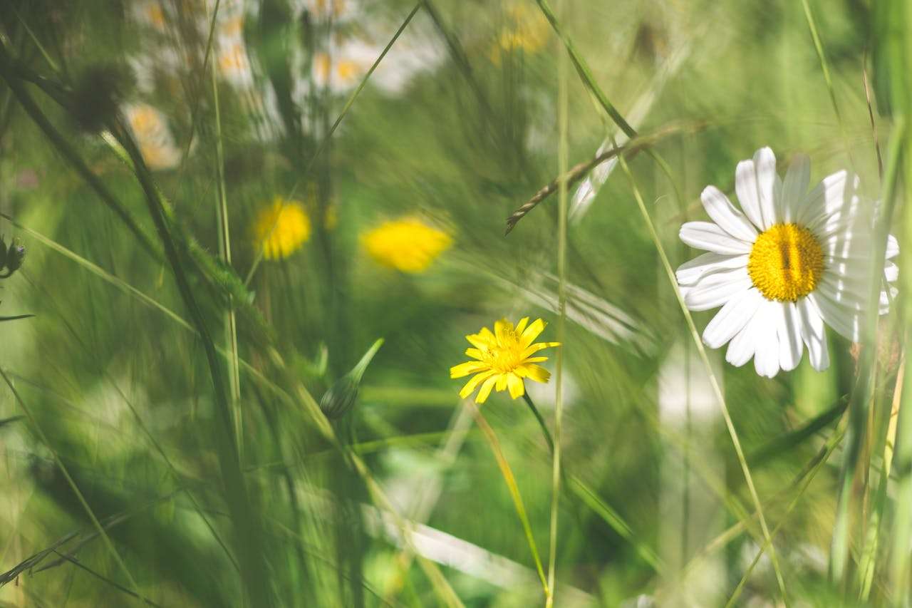 校园生活英语作文5篇：初中生必看的高分写作