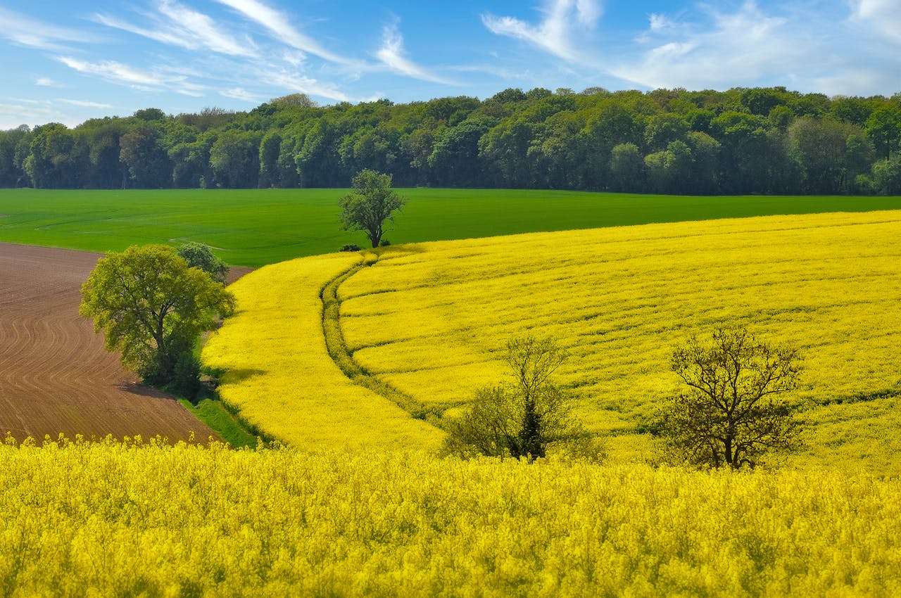 如何写好大学英语议论文？5篇经典英语作文带你入门