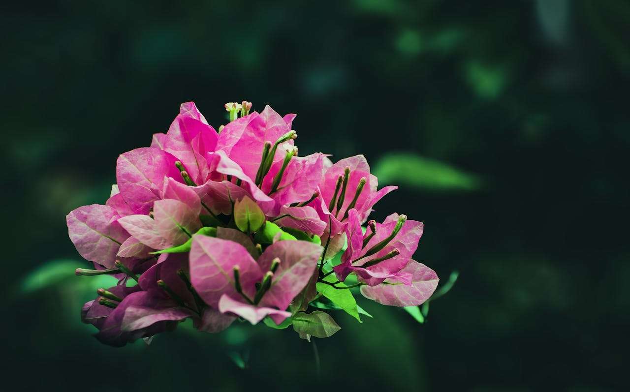 我的梦想英语高中作文8篇：从职业理想到人生目标