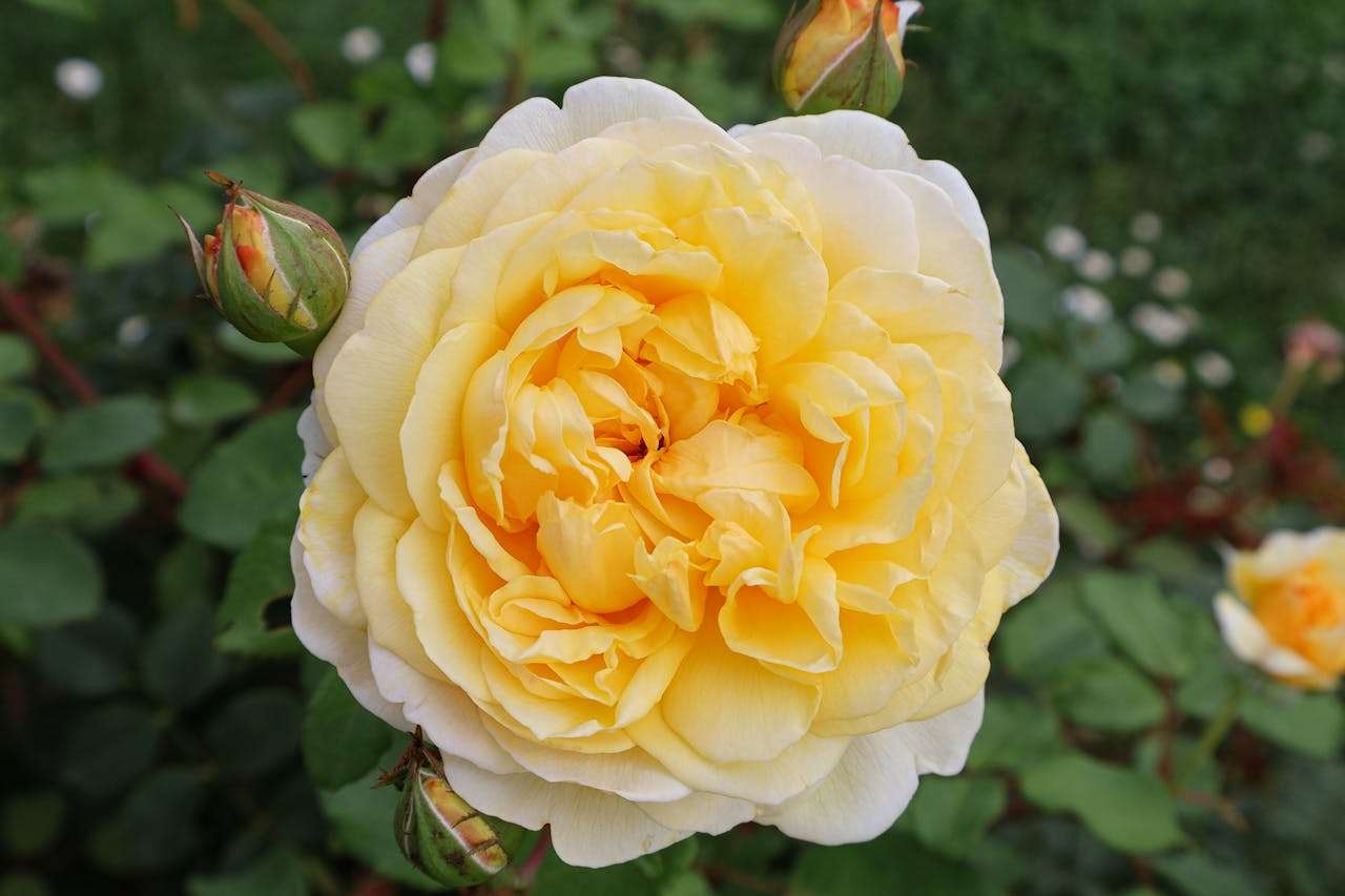 小学英语写作指南：我的梦想英语作文6篇，激发孩子表达未来愿望