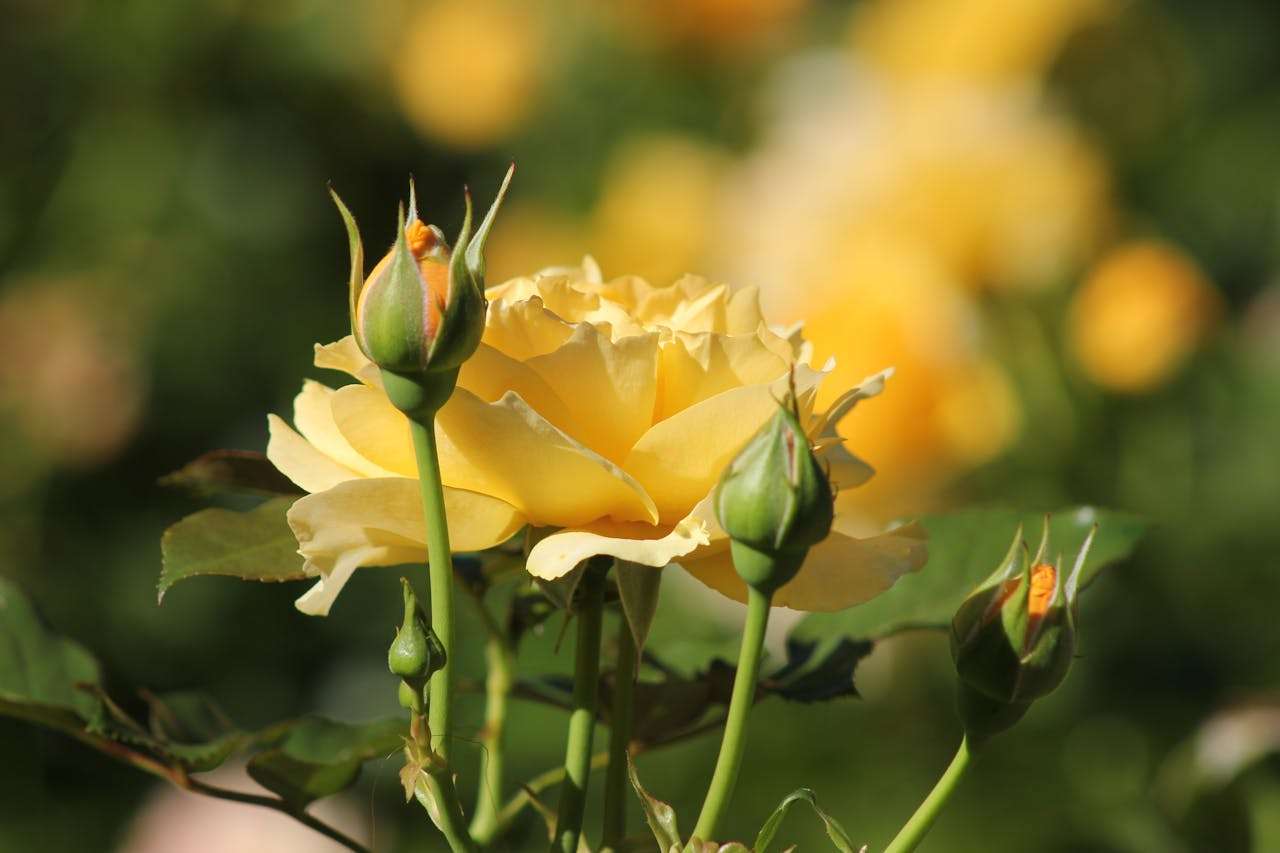 高考必看：最常考的5类高中英语作文题目及高分例文解析