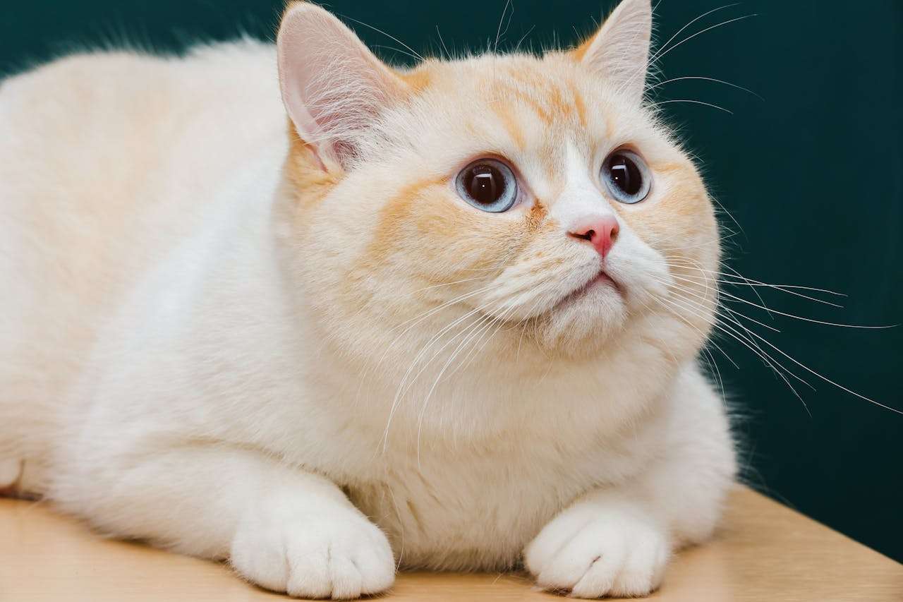 我最喜欢的动物：4篇初中英语作文范文+描写技巧指导