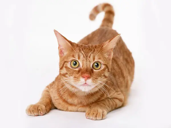 非洲狮子猫