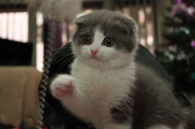 高地折耳猫