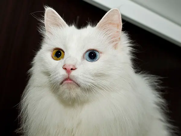 临清狮猫