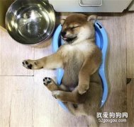 小柴犬吃饱后直接在自己的饭盆里睡着了，小模