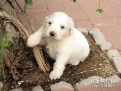 狗狗特别护食怎么办？纠正狗狗的护食妙招