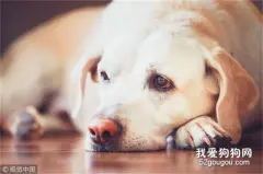 犬细小病毒的症状