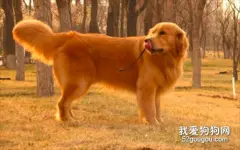 金毛犬便秘怎么办？