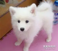 银狐犬洗澡的注意事项