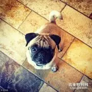 巴哥犬吃什么狗粮好？