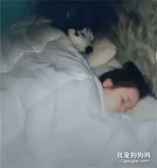 二哈拆了主人的家，现在连他的女人都给睡了