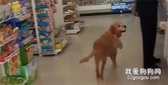 狗狗每天去超市偷东西，跟踪它到主人家后...