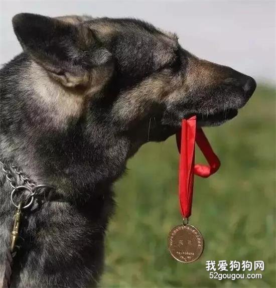 泪目！“5·12”汶川地震英雄搜救犬“银虎”走了……