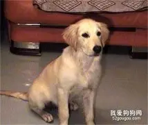 狗狗有体臭怎么办？如何治疗？