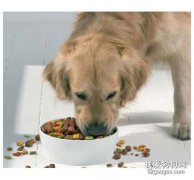 狗狗每天的喂食次数