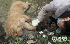 犬休克怎么办？