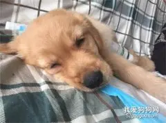 犬细小病毒如何治疗？如何防范犬细小病毒措施？