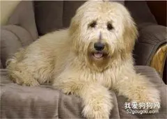 狗狗得了“犬传染性肝炎”怎么办？