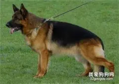 犬疱疹病毒的诊断要点